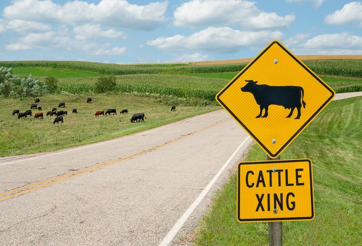 Route de campagne du Wisconsin avec panneau de croisement de vaches.