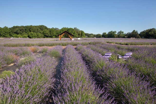 Inhale the smell of spring at Lavender by the Bay