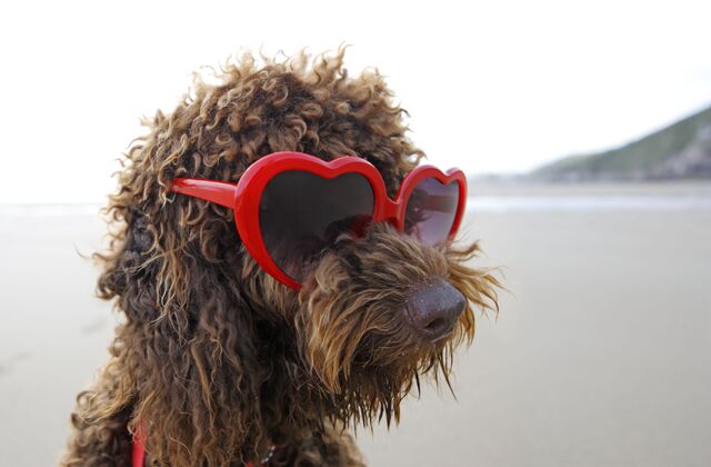 Dog friendly beaches - Dog-Friendly