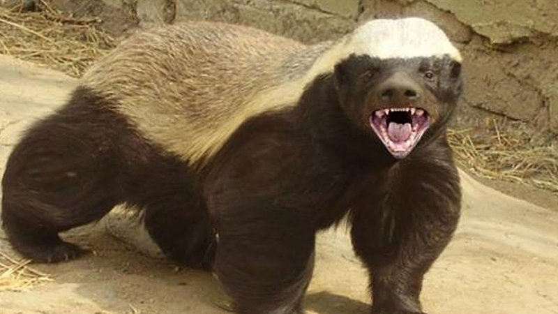 BitcoinBTCs Wild Side – Honeybadger Doesnt Care